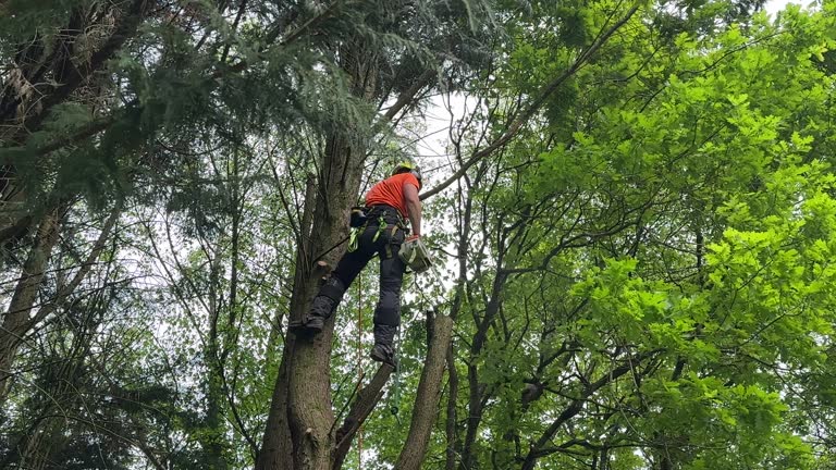 Best Storm Damage Tree Cleanup  in Bret Harte, CA